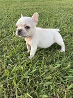 Rocky , a male French Bulldog for sale in Merced, CA – 3 of 4