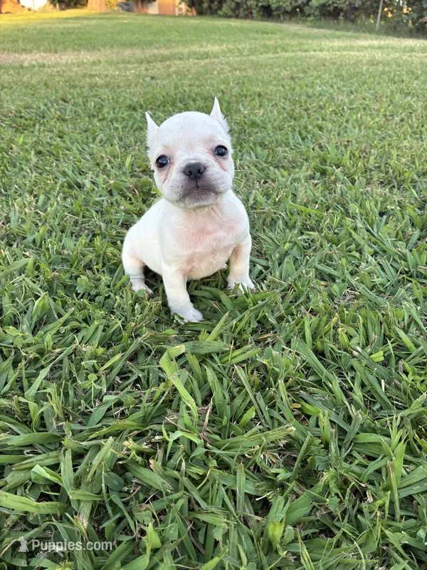 Roxie  – French Bulldog puppy for sale in Merced, CA