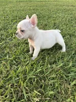 Rocky , a male French Bulldog for sale in Merced, CA – 4 of 4