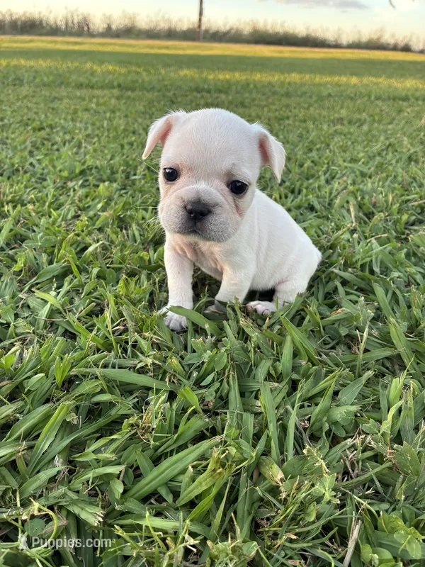 Lulu  – French Bulldog puppy for sale in Merced, CA