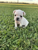 Lulu , a female French Bulldog for sale in Merced, CA – 1 of 4
