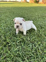 Milo , a male French Bulldog for sale in Merced, CA – 4 of 5