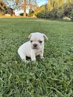 Milo , a male French Bulldog for sale in Merced, CA – 3 of 5
