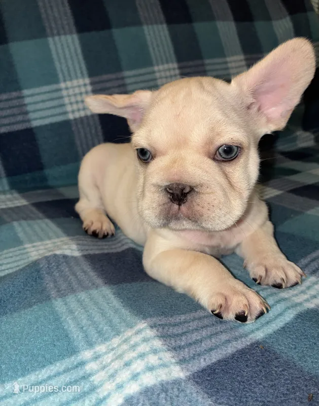 Milo  – French Bulldog puppy for sale in Merced, CA