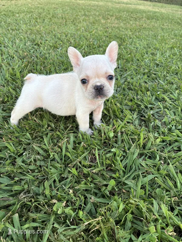 Rocky  – French Bulldog puppy for sale in Merced, CA