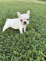 Rocky , a male French Bulldog for sale in Merced, CA – 1 of 4