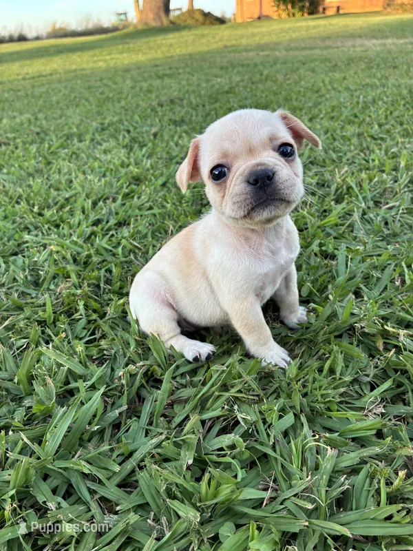 Luna  – French Bulldog puppy for sale in Merced, CA