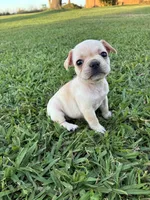 Luna , a female French Bulldog for sale in Merced, CA – 1 of 4