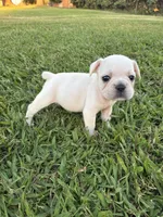 Lulu , a female French Bulldog for sale in Merced, CA – 2 of 4