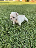 Milo , a male French Bulldog for sale in Merced, CA – 5 of 5