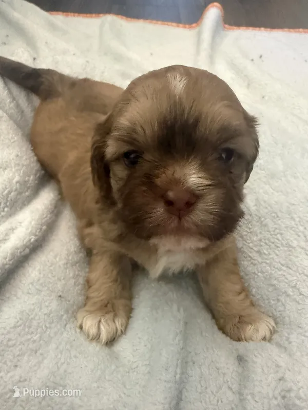 Boy 5  – Bichon Frise, Shih Tzu puppy for sale in Birmingham, AL
