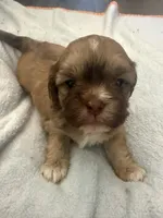 Boy 5 , a male Bichon Frise and Shih Tzu for sale in Birmingham, AL – 1 of 2