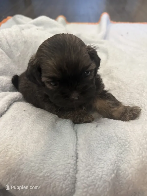 Boy 1 – Bichon Frise, Shih Tzu puppy for sale in Birmingham, AL