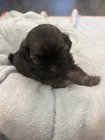 Boy 1, a male Bichon Frise and Shih Tzu for sale in Birmingham, AL – 1 of 2