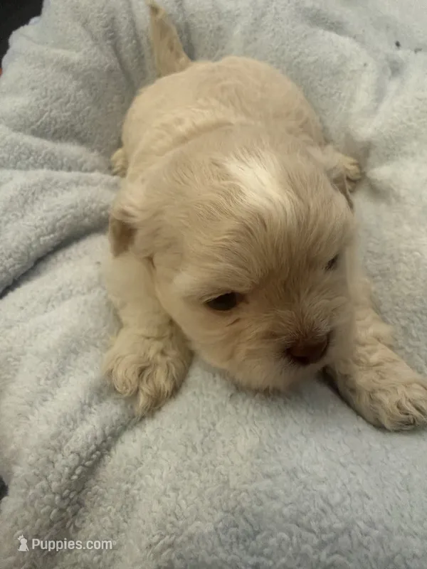 Boy 2 – Bichon Frise, Shih Tzu puppy for sale in Birmingham, AL