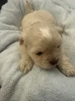 Boy 2, a male Bichon Frise and Shih Tzu for sale in Birmingham, AL – 1 of 1