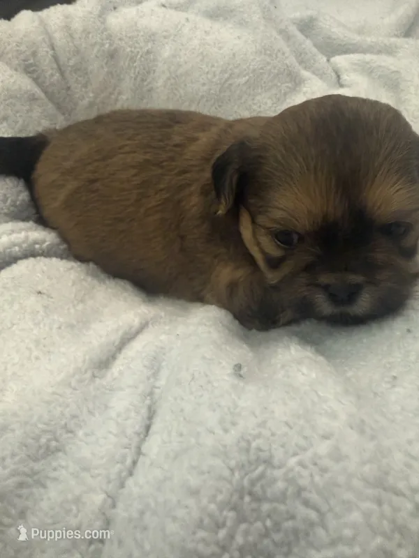 Girl 1 – Bichon Frise, Shih Tzu puppy for sale in Birmingham, AL