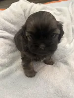 Boy 1, a male Bichon Frise and Shih Tzu for sale in Birmingham, AL – 2 of 2