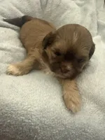 Boy 5 , a male Bichon Frise and Shih Tzu for sale in Birmingham, AL – 2 of 2