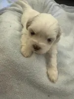 Boy 3, a male Bichon Frise and Shih Tzu for sale in Birmingham, AL – 1 of 1