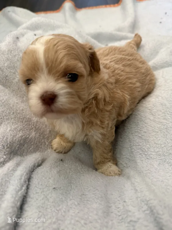 Boy 4 – Bichon Frise, Shih Tzu puppy for sale in Birmingham, AL