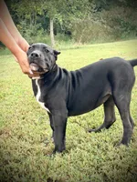 Star, a female Perro de Presa Canario for sale in Decherd, TN – 4 of 8