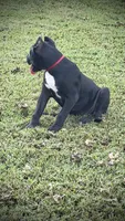 Sadie, a female Perro de Presa Canario for sale in Decherd, TN – 7 of 7
