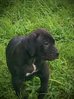 Black Female 4, a female Perro de Presa Canario for sale in Decherd, TN – 3 of 3