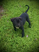 Black Female 1, a female Perro de Presa Canario for sale in Decherd, TN – 3 of 3
