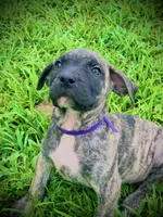 Brindle Female 5, a female Perro de Presa Canario for sale in Decherd, TN – 2 of 3