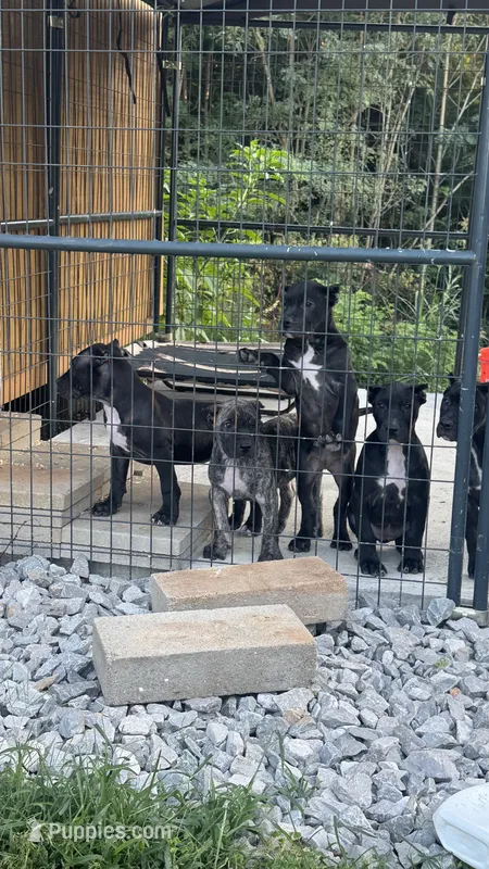 Brindle Female 5 – Perro de Presa Canario puppy on hold in Decherd, TN