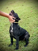 Xena, a female Perro de Presa Canario for sale in Decherd, TN – 5 of 5