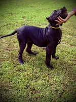 Xena, a female Perro de Presa Canario for sale in Decherd, TN – 2 of 5
