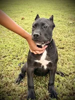 Star, a female Perro de Presa Canario for sale in Decherd, TN – 6 of 8