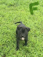 Black Female 1, a female Perro de Presa Canario for sale in Decherd, TN – 2 of 3