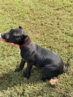 Sadie, a female Perro de Presa Canario for sale in Decherd, TN – 4 of 7