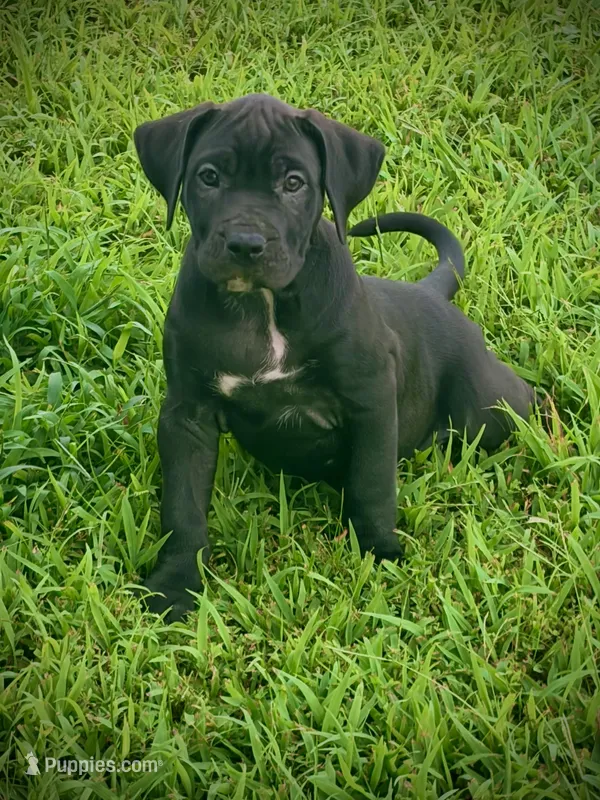 Black Female 4 – Perro de Presa Canario puppy for sale in Decherd, TN