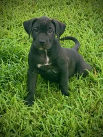 Black Female 4, a female Perro de Presa Canario for sale in Decherd, TN – 1 of 3