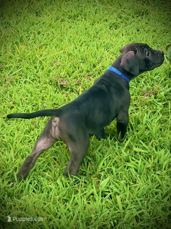 Black Female 1 – Perro de Presa Canario puppy for sale in Decherd, TN
