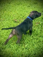 Black Female 1, a female Perro de Presa Canario for sale in Decherd, TN – 1 of 3