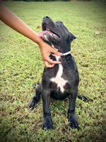 Star, a female Perro de Presa Canario for sale in Decherd, TN – 7 of 8