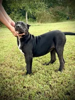 Star, a female Perro de Presa Canario for sale in Decherd, TN – 8 of 8