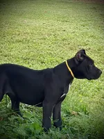 Xena, a female Perro de Presa Canario for sale in Decherd, TN – 4 of 5