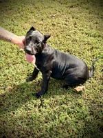 Sadie, a female Perro de Presa Canario for sale in Decherd, TN – 3 of 7