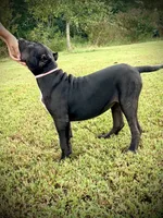 Star, a female Perro de Presa Canario for sale in Decherd, TN – 5 of 8
