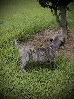 Brindle Female 5, a female Perro de Presa Canario for sale in Decherd, TN – 3 of 3