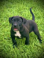 Black Female 2, a female Perro de Presa Canario for sale in Decherd, TN – 3 of 3