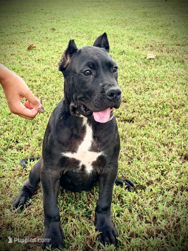Star – Perro de Presa Canario puppy for sale in Decherd, TN