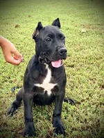 Star, a female Perro de Presa Canario for sale in Decherd, TN – 1 of 8