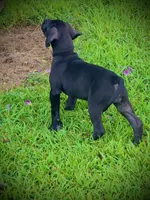 Black Female 2, a female Perro de Presa Canario for sale in Decherd, TN – 2 of 3